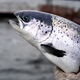 Illustration for article titled FDA Deems Genetically Modified Salmon Too Handsome To Eatem/em